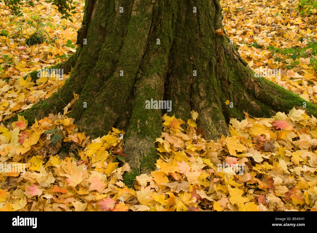 Maple Leaf Litter sotto Acero Foto Stock