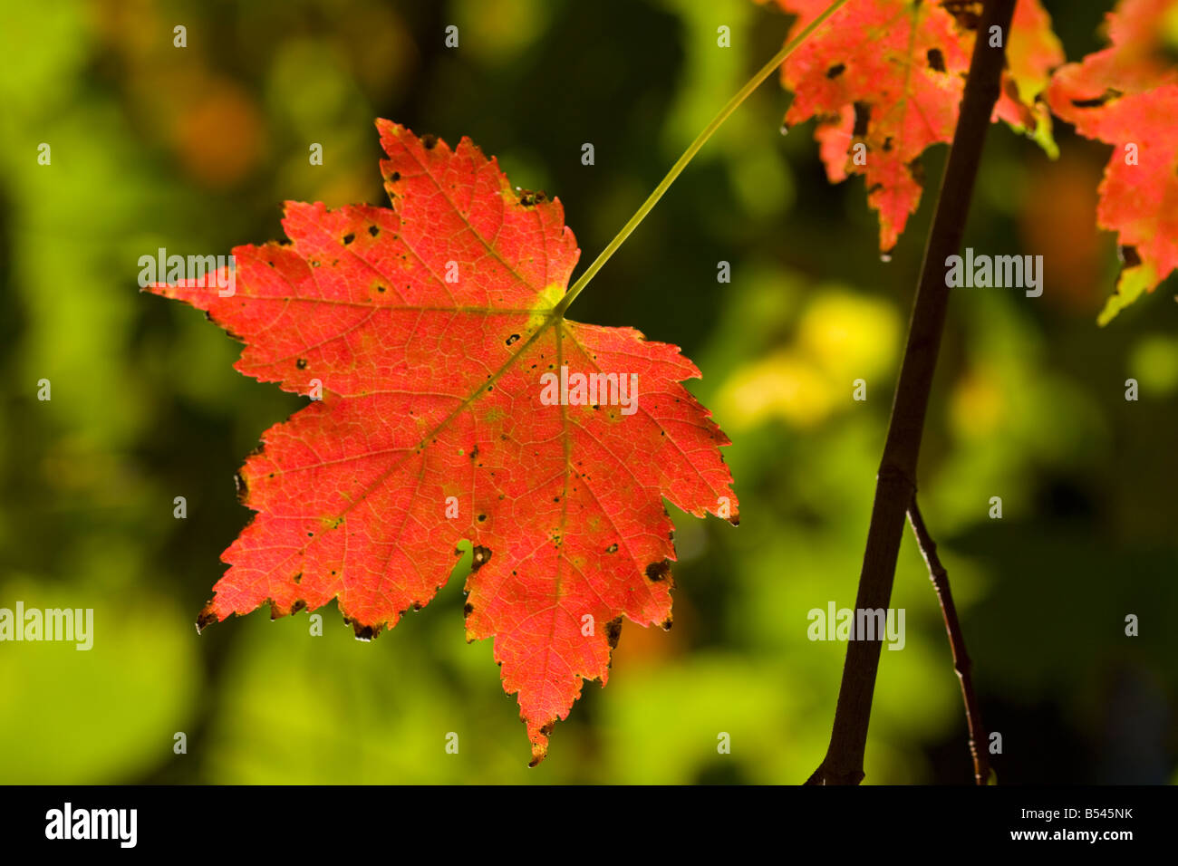 Red Maple Leaf - Halifax, Nova Scotia, Canada Foto Stock