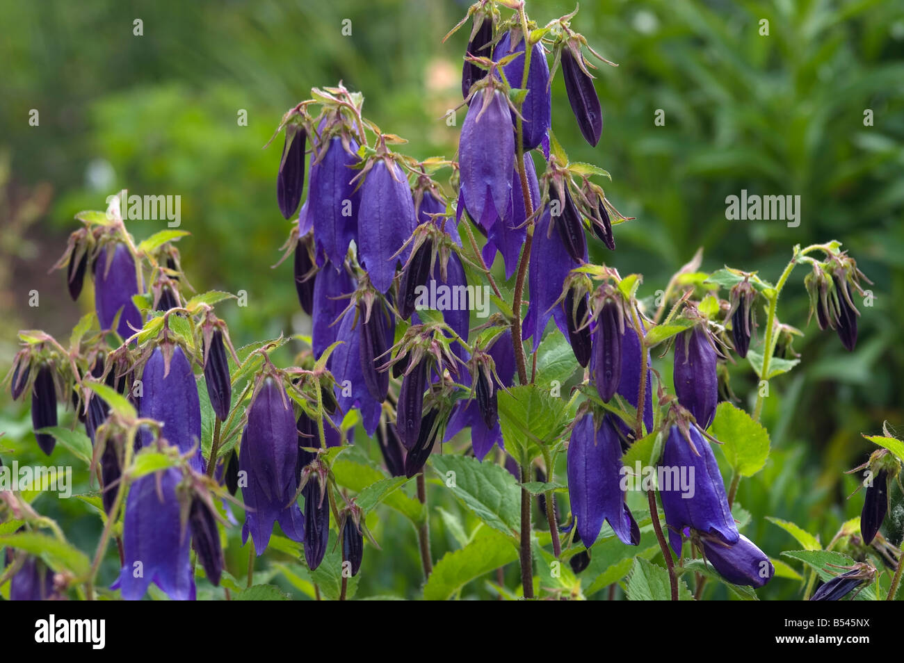 CAMPANULA SARASTRO CAMPANULA HAREBELL Foto Stock