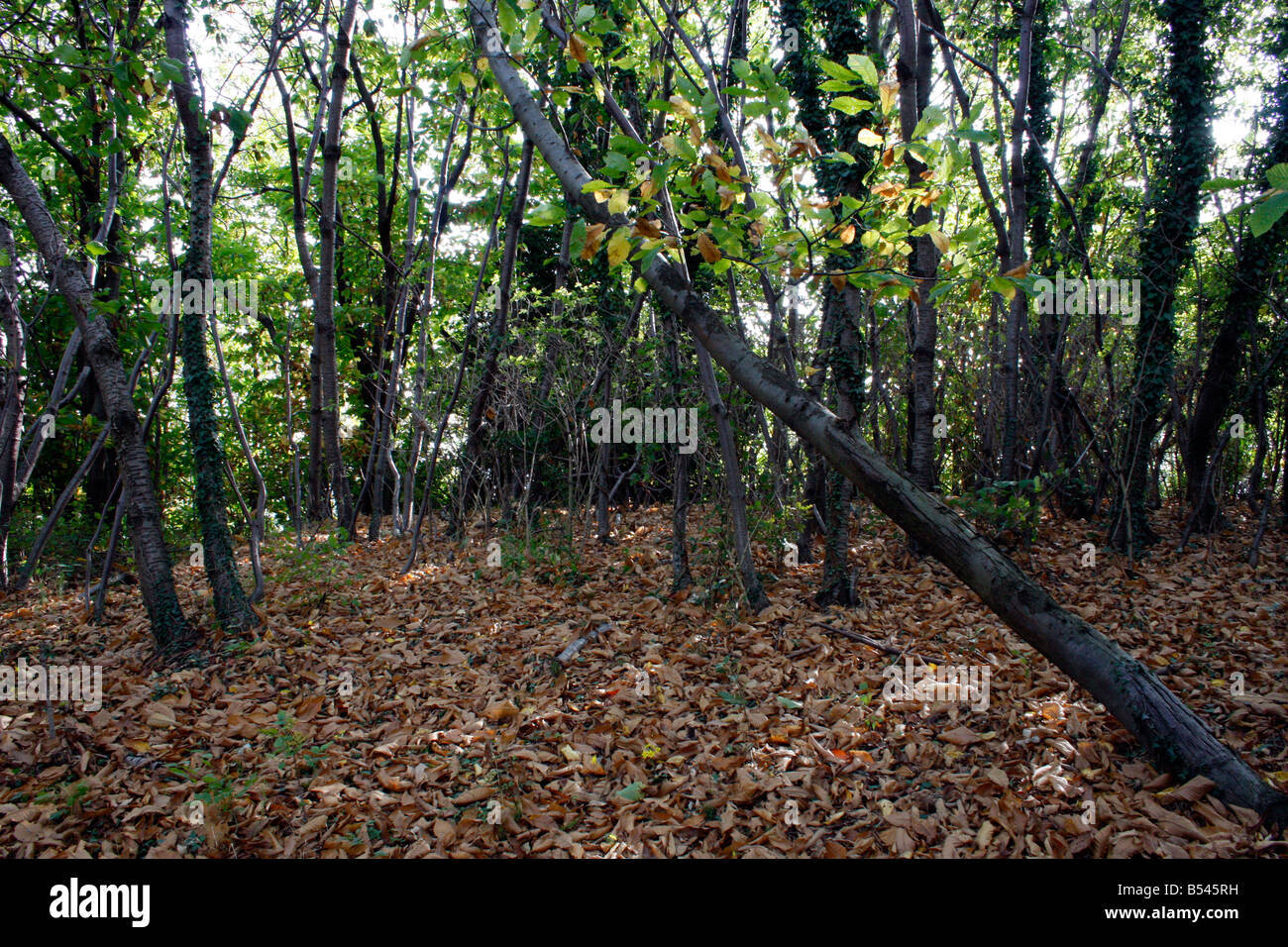 Legno in autunno. Luogo di Meditazione. Foto Stock