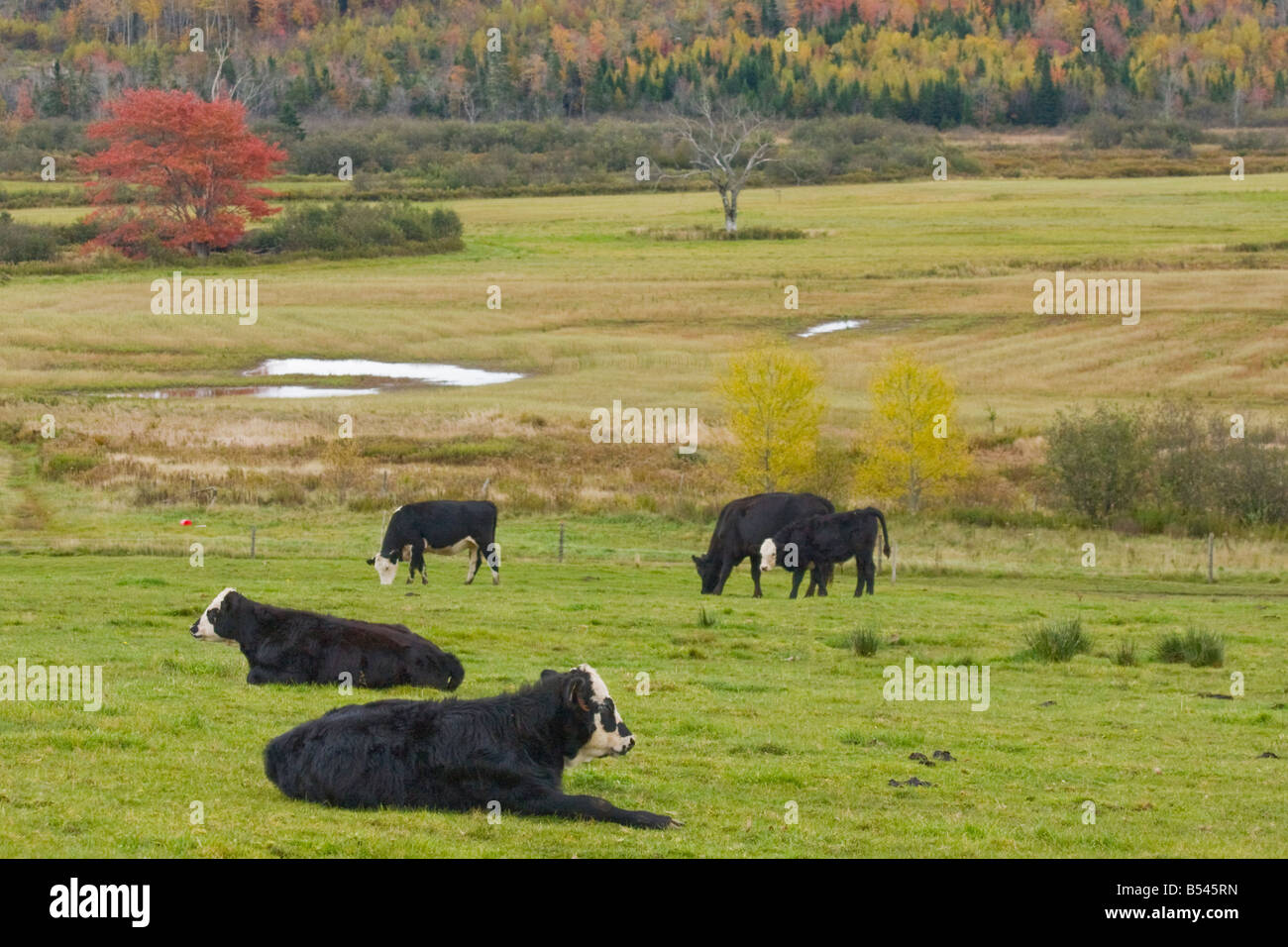 Pascolo vicino alla vecchia strada Guysborough - Halifax municipalità regionale, Nova Scotia, Canada Foto Stock