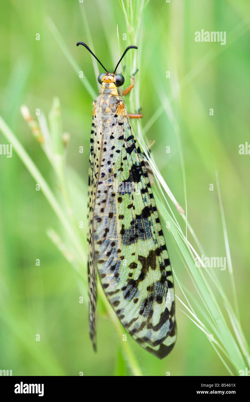 Antlion insetto in la campagna indiana. Andhra Pradesh, India Foto Stock