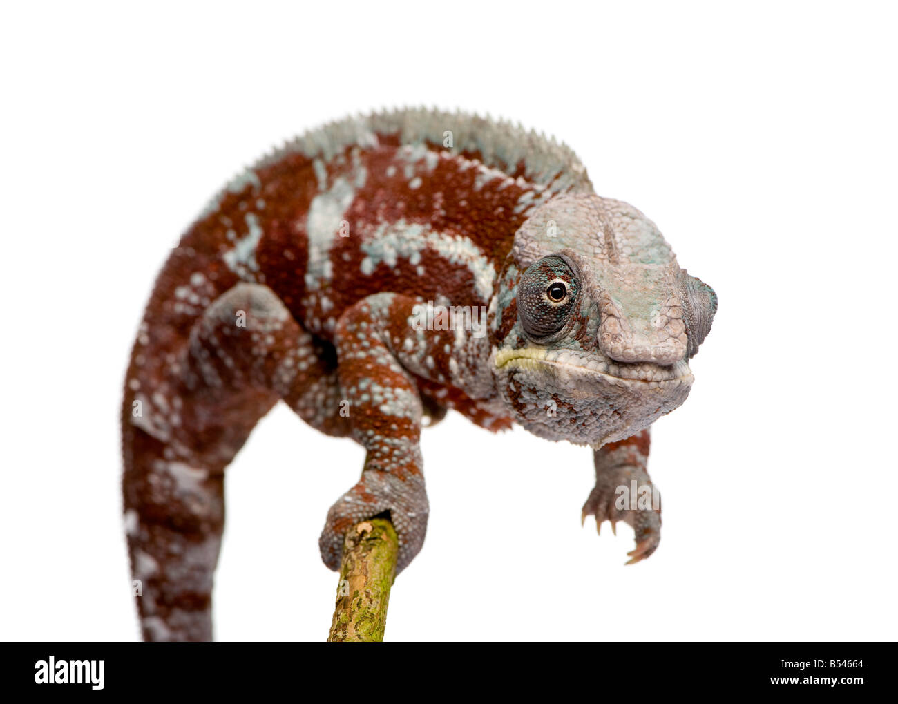 Chameleon Furcifer Pardalis Masoala 4 anni davanti a uno sfondo bianco Foto Stock