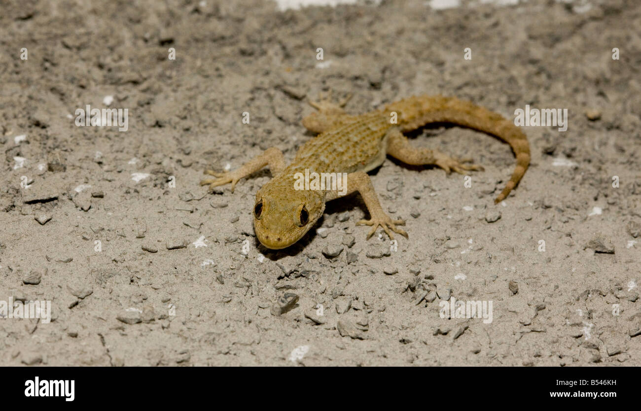 Giovani turche Gecko Hemidactylus turcicus sul lato esterno della parete della casa Mani Grecia Foto Stock