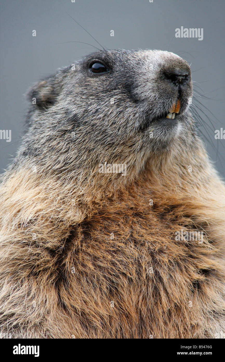 Alpine marmota am Grossglockner (immagine digitale) Foto Stock