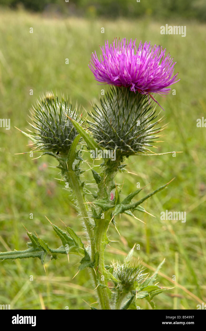 Fiore di cardo nel Derbyshire campo Foto Stock