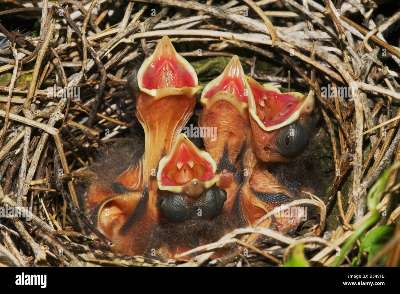 Il Cardinale nord Cardinalis cardinalis giovani nel nido Sinton Corpus Christi Coastal Bend Texas USA Foto Stock