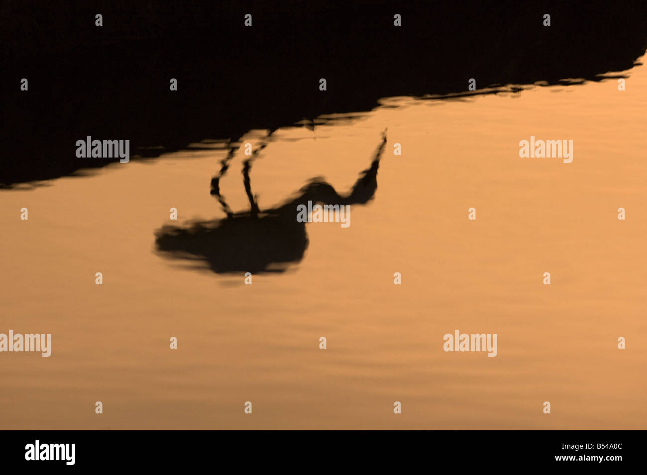 Little Egret Egretta garzetta sulla costa nord del Norfolk UK Foto Stock