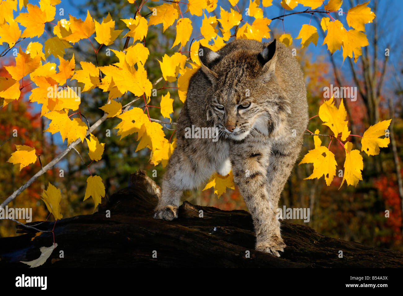 Bobcat camminando lungo un albero caduto tronco con il giallo e il rosso di foglie di acero in autunno e cielo blu Foto Stock