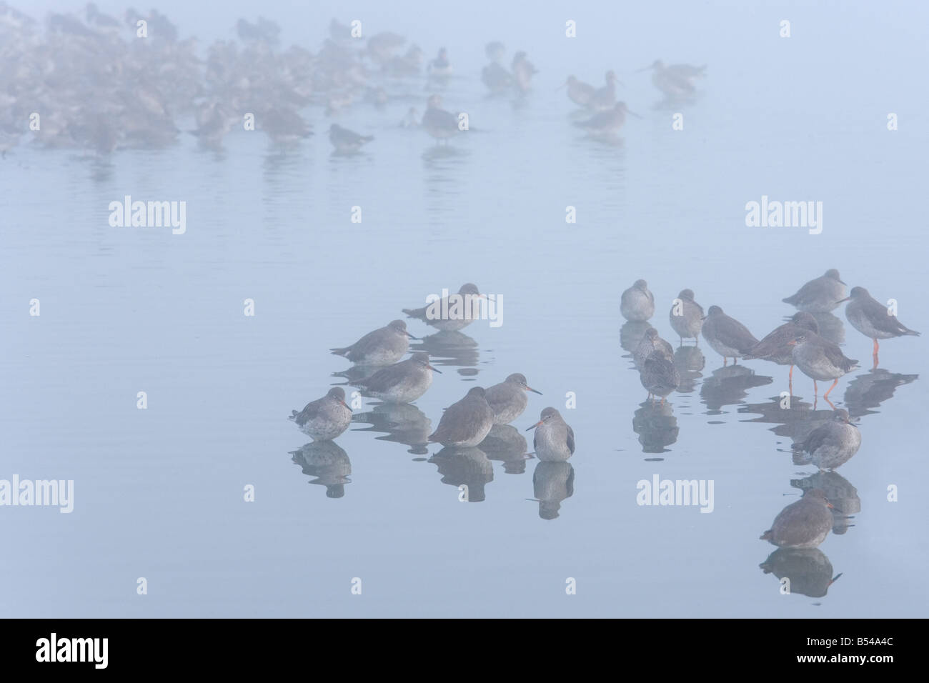 Redshank Tringa totanus a hightide posatoio in autunno la nebbia Foto Stock