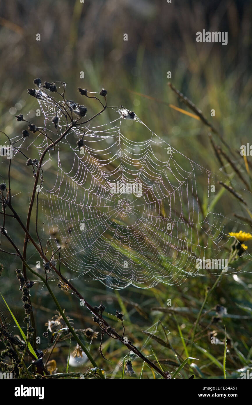 Giardino Spider Araneus diadamatus Norfolk Settembre Foto Stock