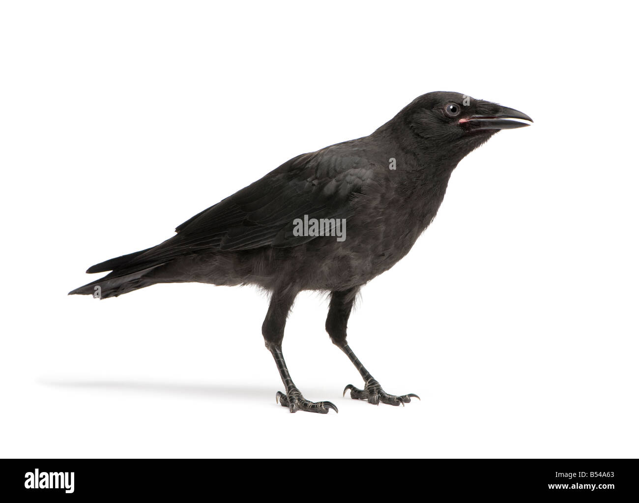 Giovani Carrion Crow Corvus corone 3 mesi di fronte a uno sfondo bianco Foto Stock