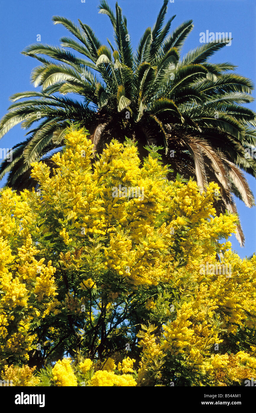 Giallo Mimosa inverno mediterraneo fiore Foto Stock