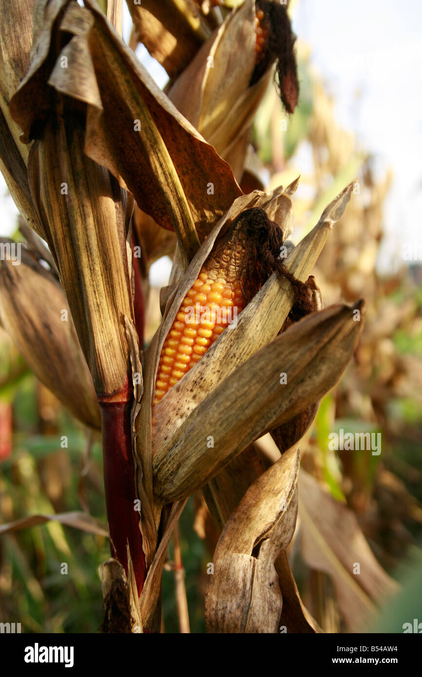 mais maturo Foto Stock