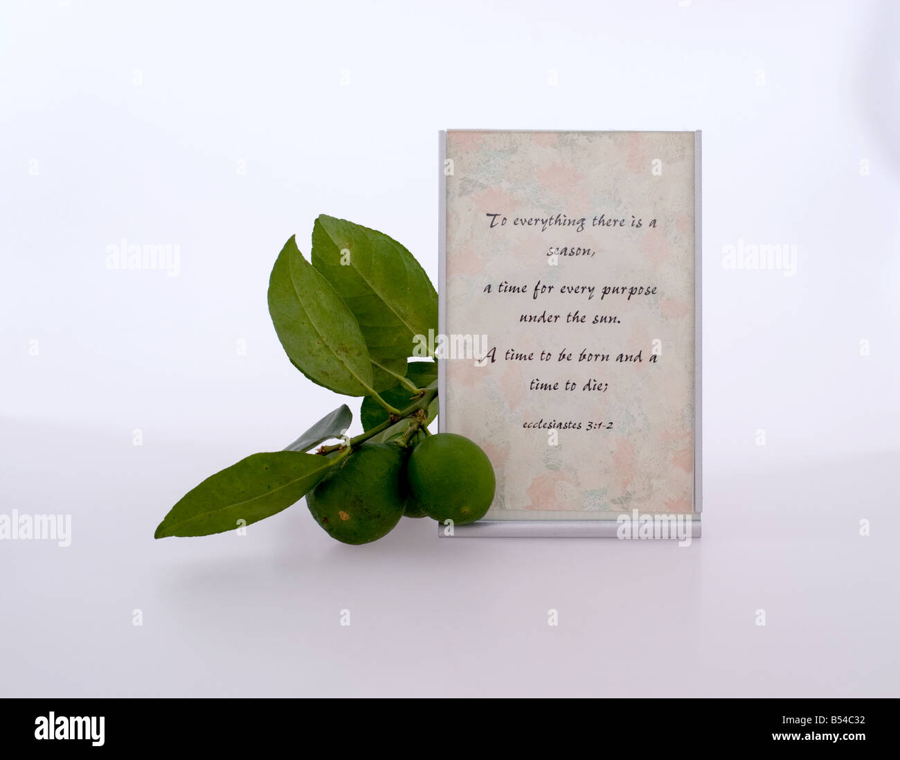 Tasto verde lime ramo accanto a una lapide con un versetto biblico dal libro dei Proverbi Foto Stock