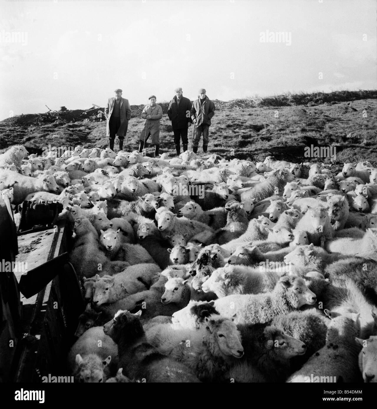 L esercito ha gettato aprire i suoi 6.000 acri, gamma di serbatoio al castello di Martin, Pembs., per il Nord Pembrokeshire hillside gli agricoltori a pascolare le loro pecore. Pecora che è venuto giù dal freddo" subito chiesto la tutela dell'Conquerer serbatoio di destinazione come un parabrezza e reso 'shepherds' del personale Sgt. Alan Healy, Trooper Bob Bartlett e L/Cpl Lawrence Carter membri del 1° Il Queens Dragoon Guards, R.A.C. che stavano facendo un controllo di serbatoi di destinazione sul castello di gamma Martin. Dicembre 1969 Z11477 Foto Stock