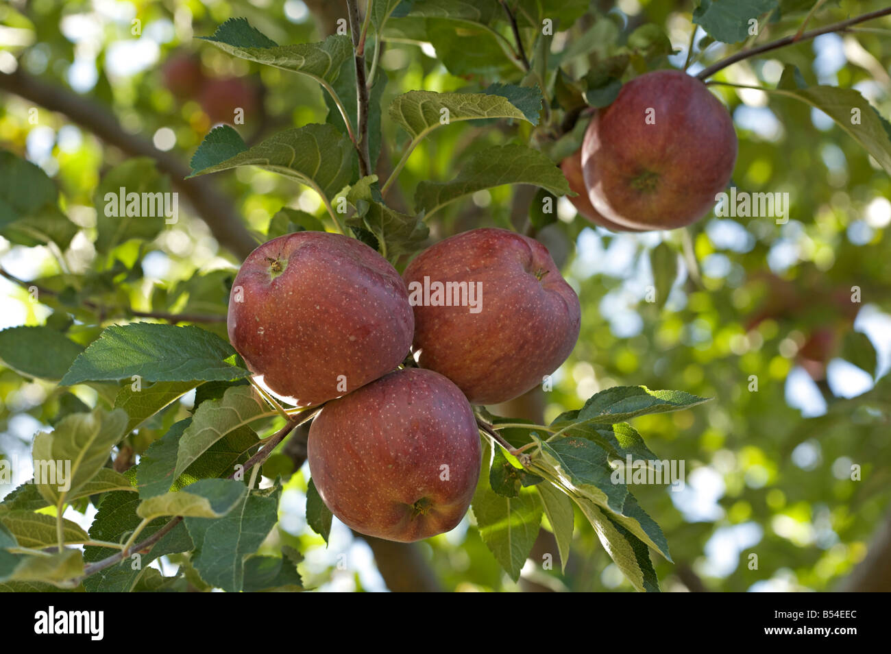 Mature " Red Delicious " mele sulla struttura ad albero Foto Stock