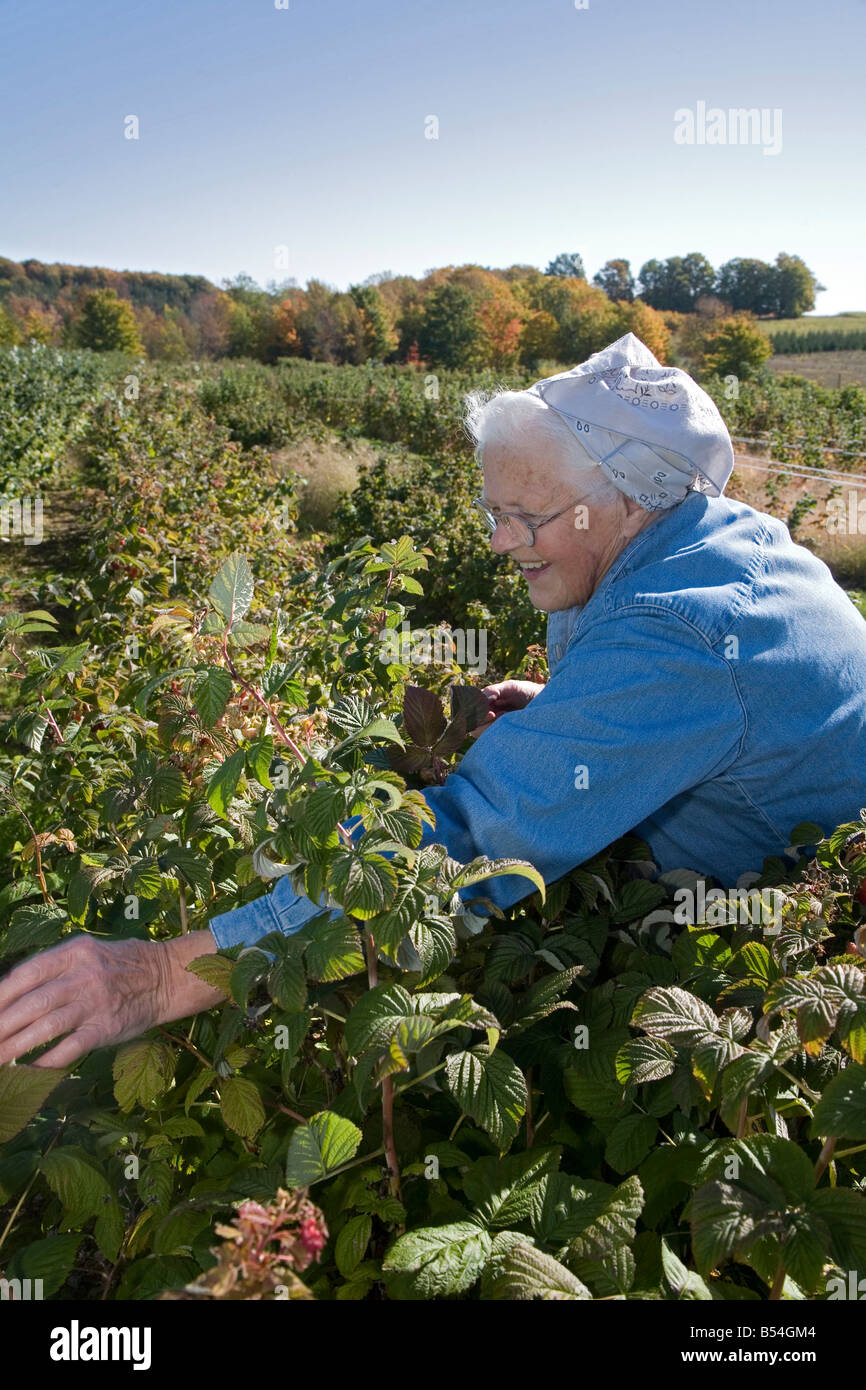 77-Year-Old donna Picks Lamponi in Agriturismo Foto Stock