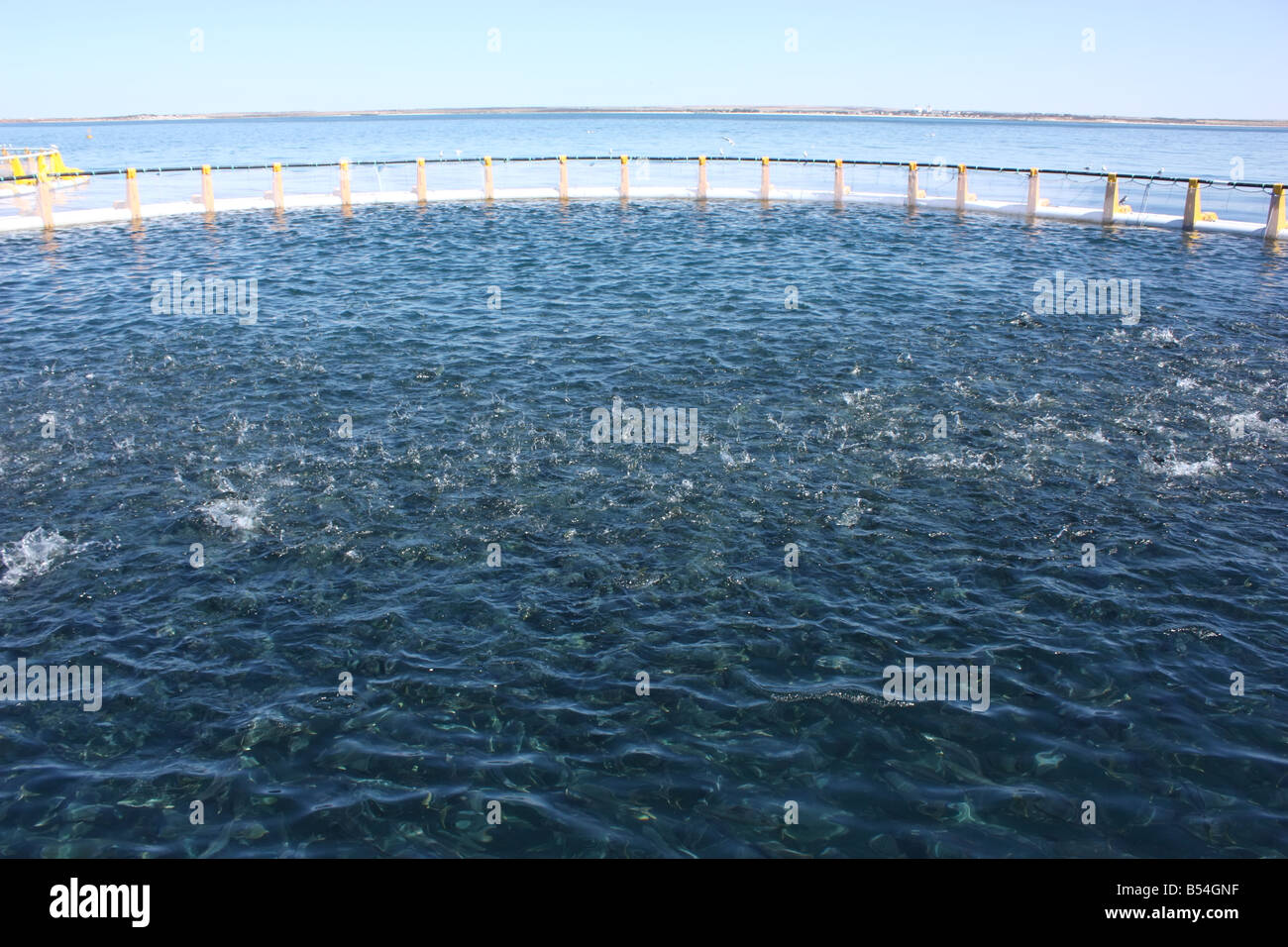 Kingfish alimentazione in Spencer Gulf sulla penisola di Eyre con alta risoluzione Fotografia Foto Stock