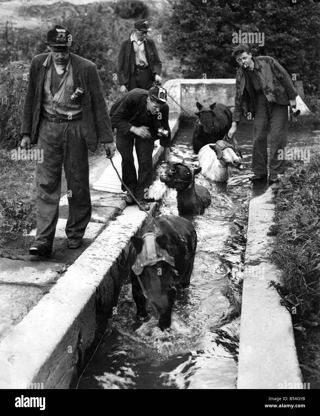 Minatori da Hamsterley Colliery nella Contea di Durham dare loro pit pony un bagno. &#13;&#10;Agosto 1943 &#13;&#10;P017817 Foto Stock