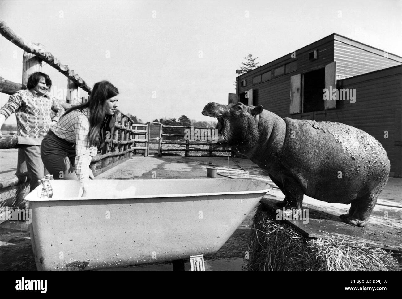 Con l aiuto di una vecchia vasca da bagno Ernie hippo dopo il suo fango trattamento di bellezza si ottiene un lavaggio. ;Maggio 1974 ;P011690 Foto Stock