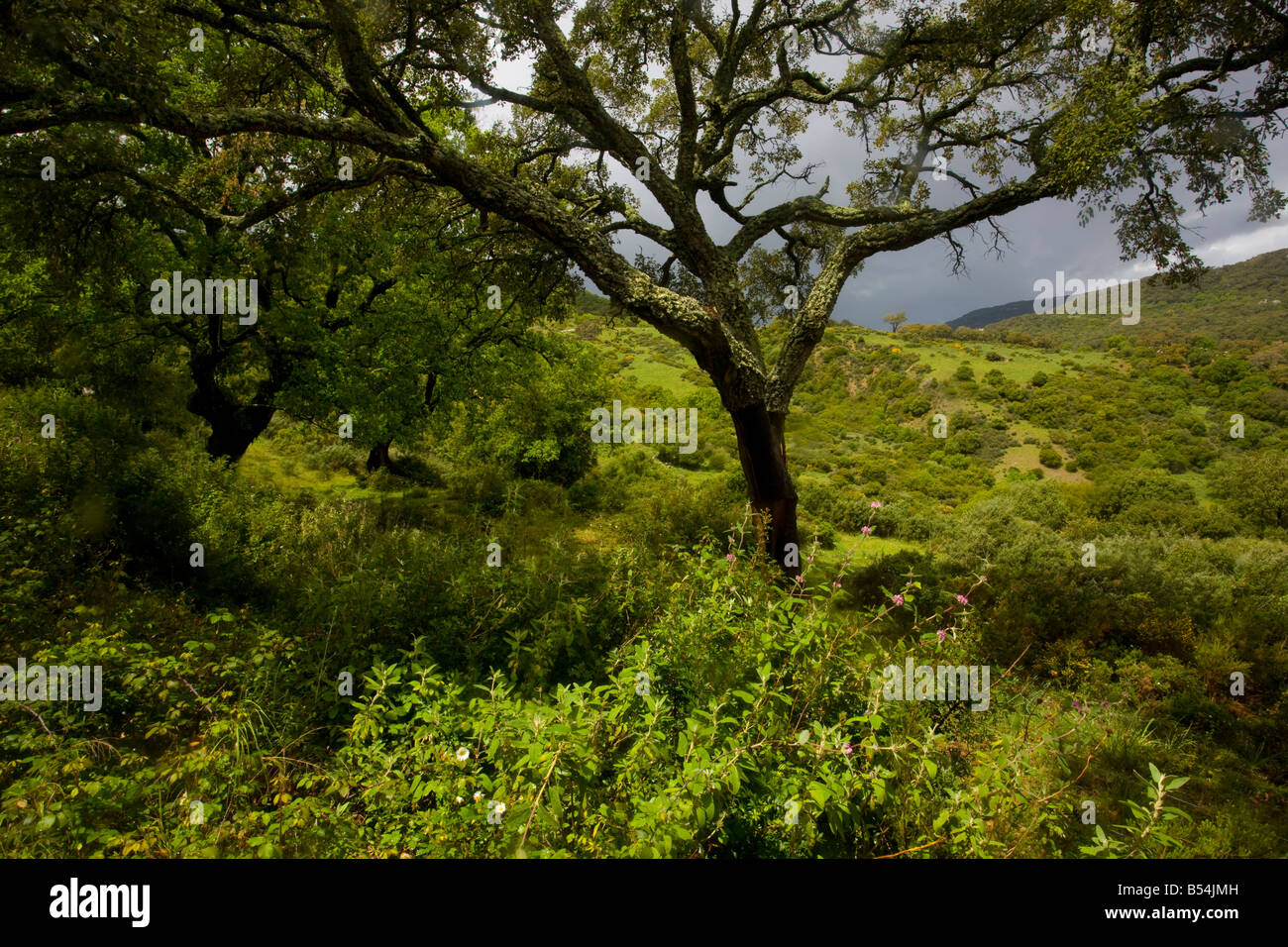 Vista del pascolo e le querce da sughero Quercus suber dehesa nel Parque Natural de los Alcornocales Andalucia sud ovest della Spagna Foto Stock