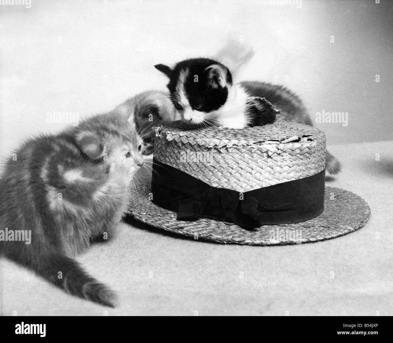 Due simpatici gattini, una sola seduta su un cappello di paglia. &#13;&#10;Circa 1980&#13;&#10;P011945 Foto Stock