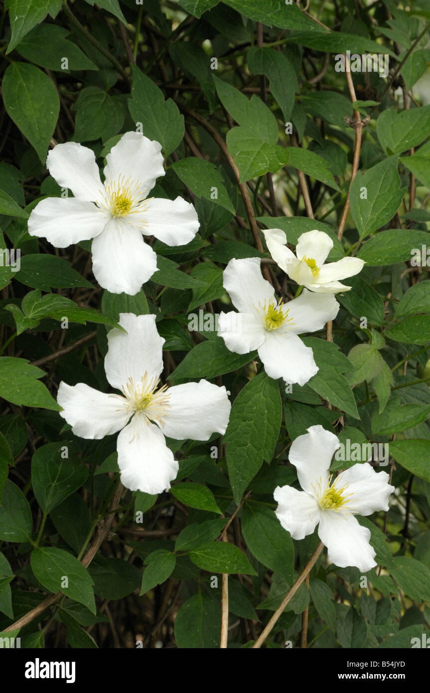 Anemone Clematis (Clematis montana), varietà: Superba, fioritura Foto Stock