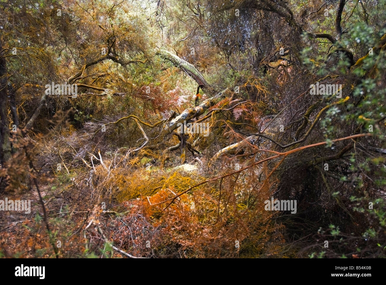 Trentepohlia coperto di vegetazione, Wai-O-Tapu, Nuova Zelanda Foto Stock