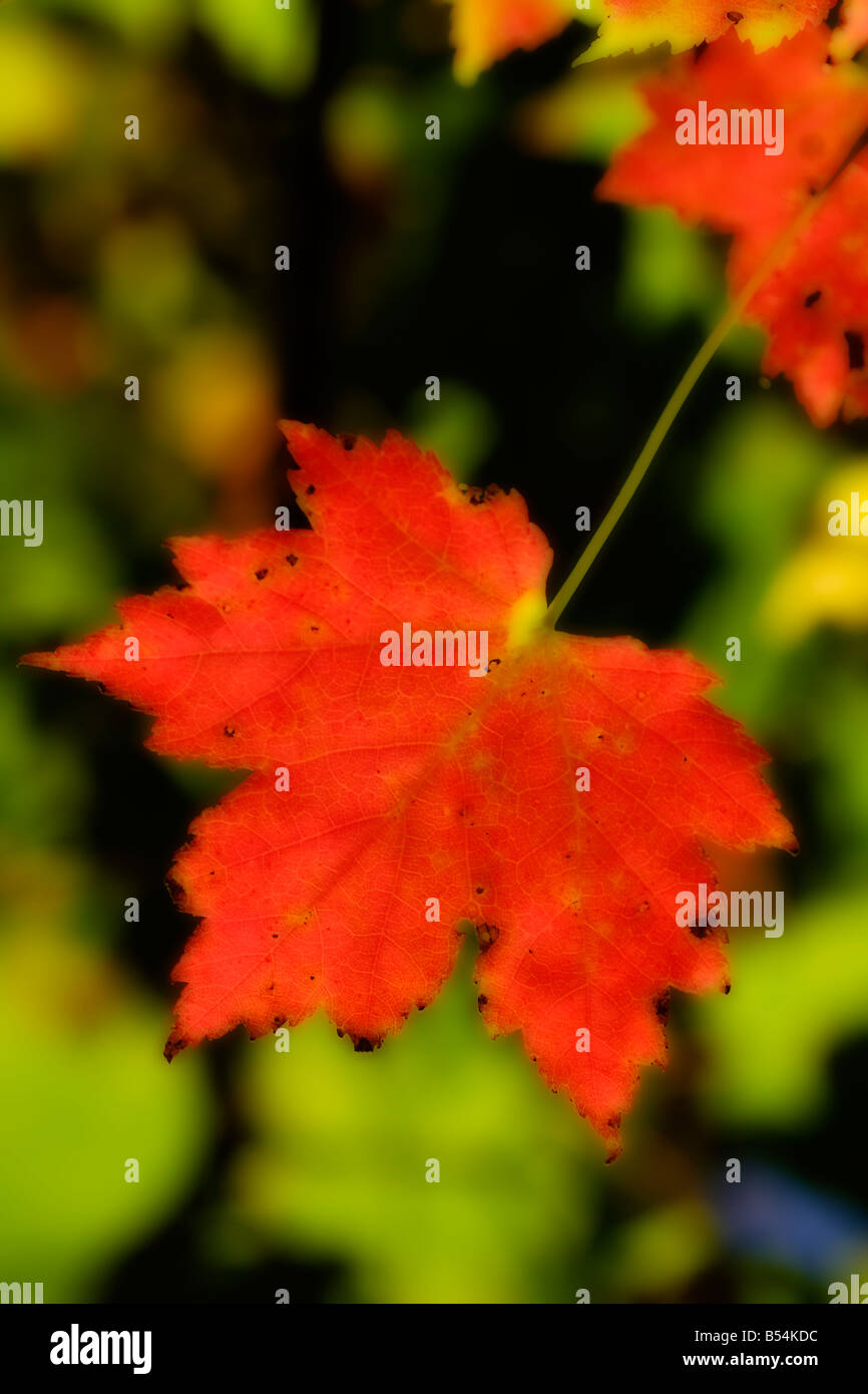Red Maple Leaf - Halifax, Nova Scotia, Canada Foto Stock