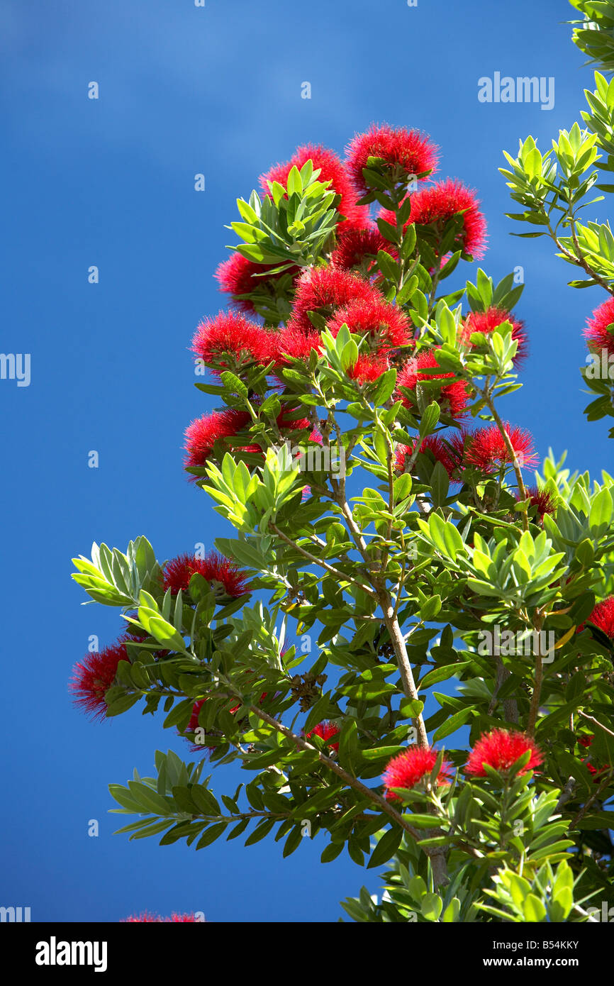 Albero Pohutukawa Metrosideros excelsa Foto Stock