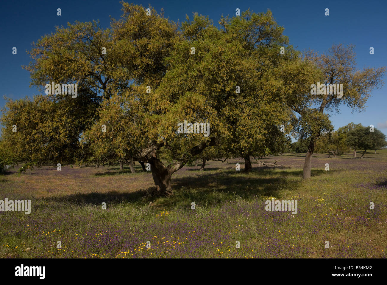 Fiorito di Cork Oak Grove Quercus suber vicino a Siviglia Andalusia a sud ovest della Spagna Foto Stock