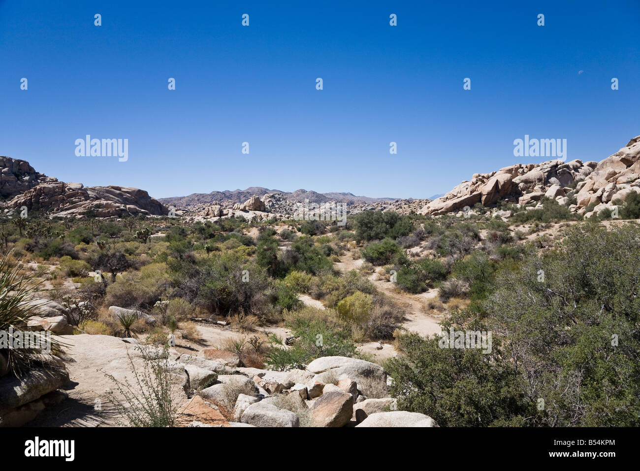 Joshua Tree National Park è situato nel sud-est della California. Foto Stock