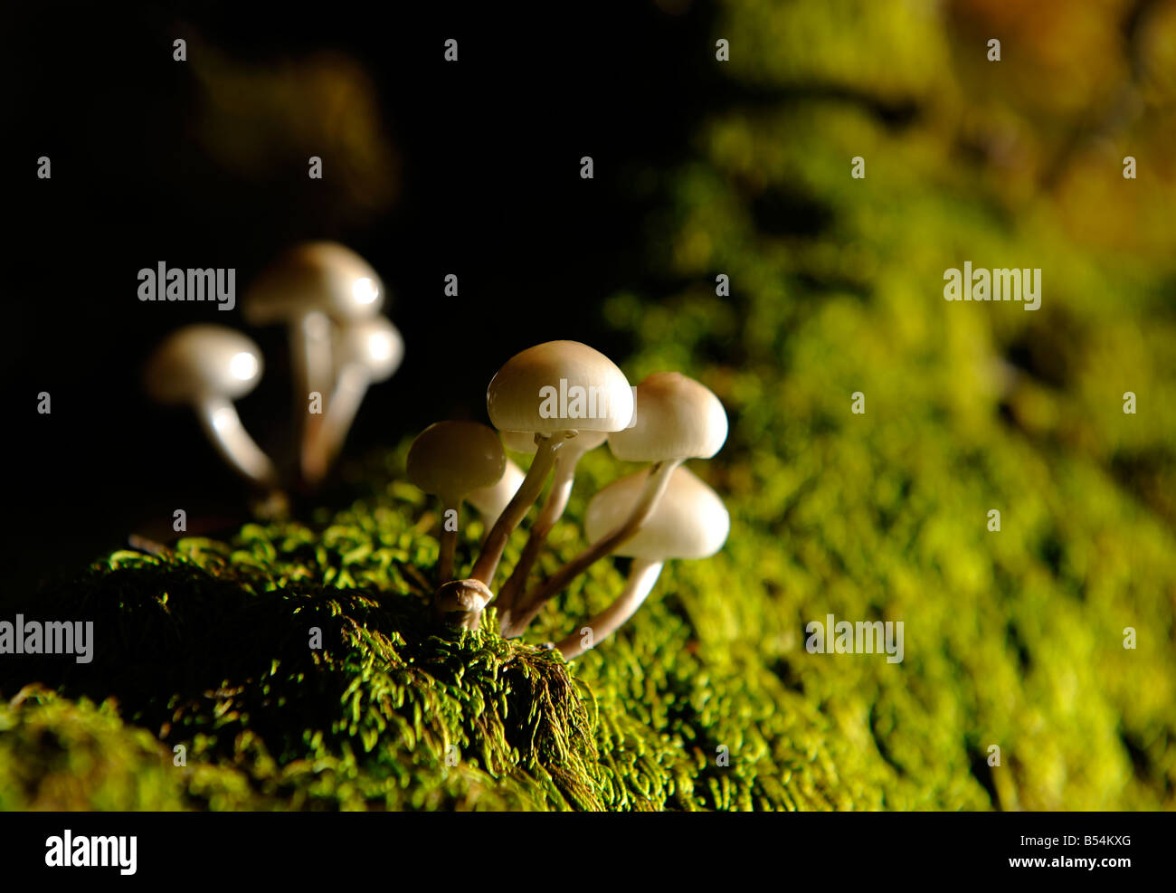 Crescono i funghi su moss su un faggio vicino a Riaza Spagna Foto Stock