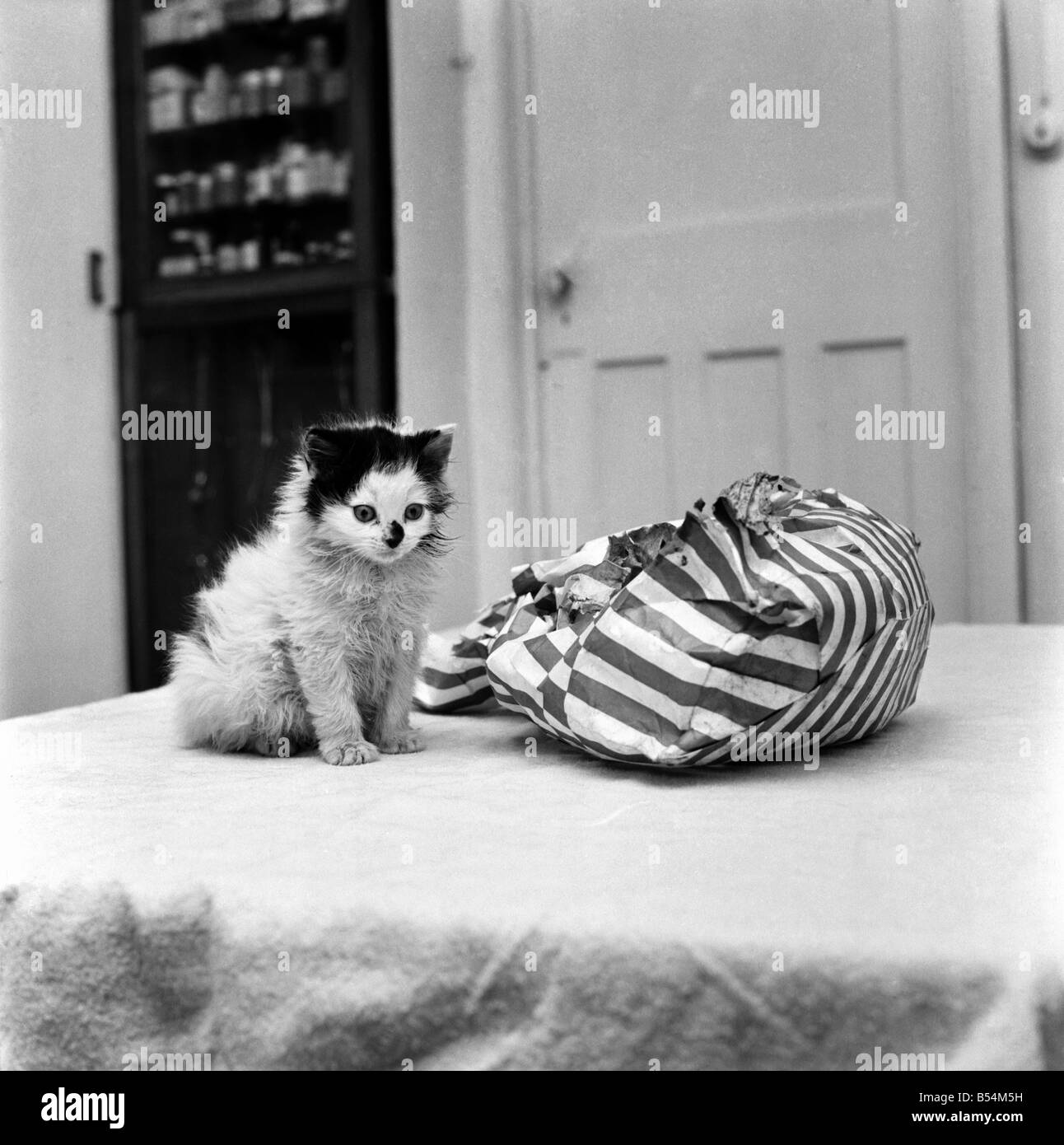 Un carino gattino seduto su un letto guardando all'interno di un sacchetto. Novembre 1969 &#13;&#10;Z11405 Foto Stock