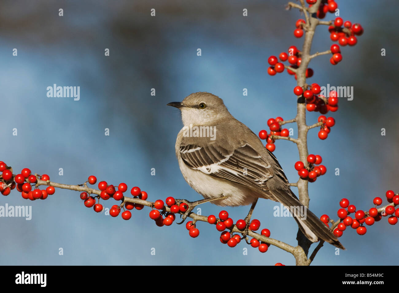 Northern Mockingbird Mimus polyglottos adulto mangiare Possum Haw Holly Ilex decidua bacche Bandera Hill Country Texas USA Foto Stock