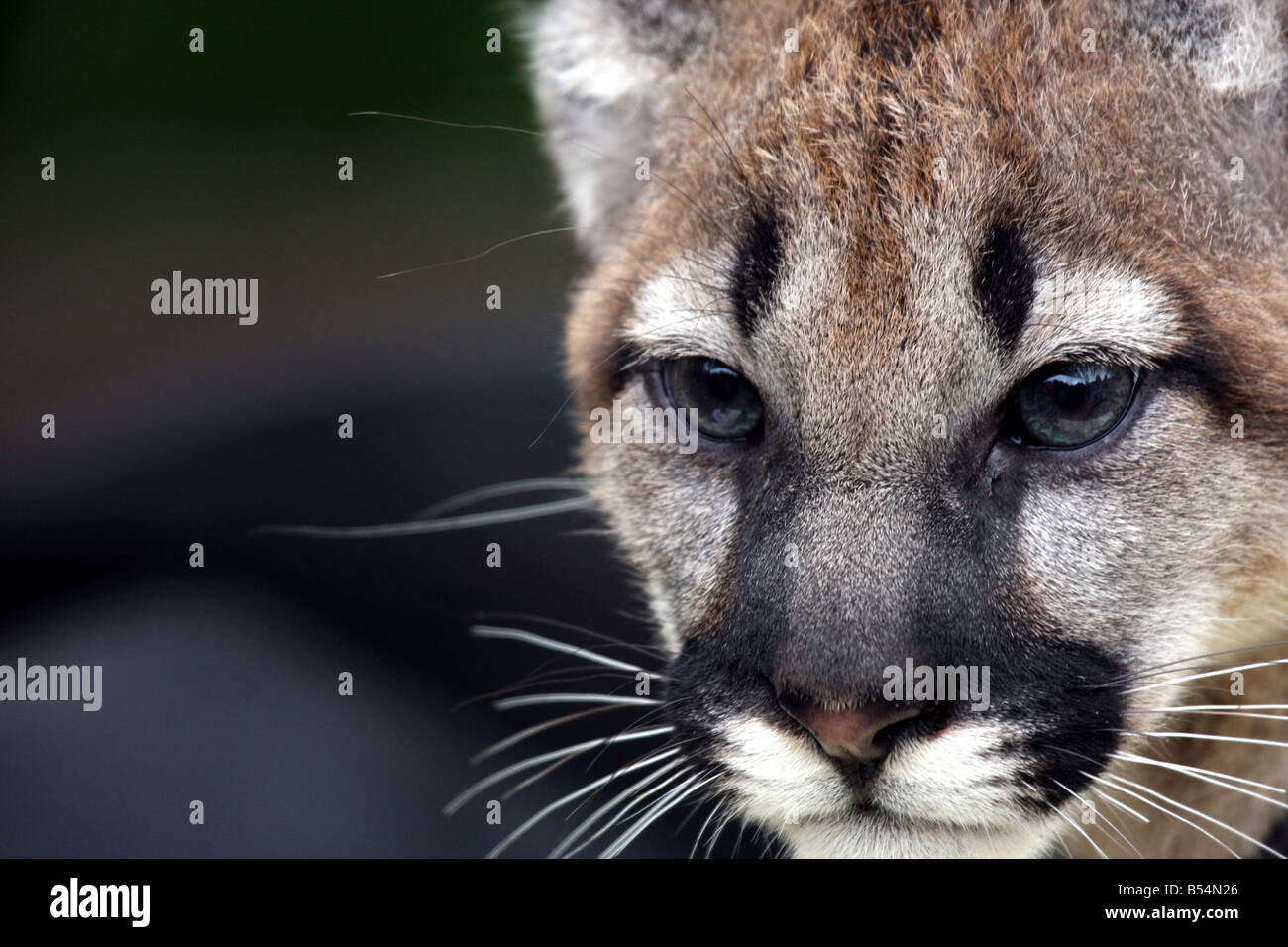 Un bambino cougar o Leone di montagna presso la famiglia DeYoung Zoo Michigan Foto Stock