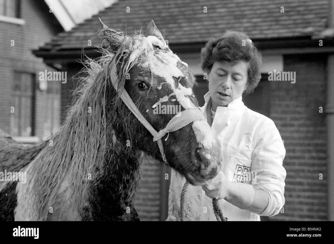 Il yearling pezzati, Welsh Tipo cob pony che è stato liberato dal pozzo del fango in Crow Lane, Romford, ieri, è stato oggi avente Foto Stock