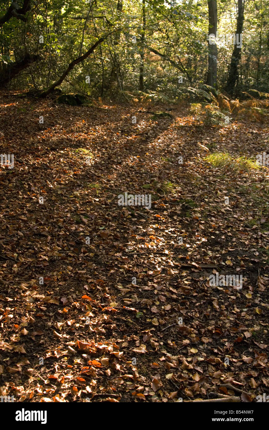 Luce che risplende attraverso gli alberi creando shaddows attraversata caduto foglie di autunno nell'Ashdown Forest Foto Stock