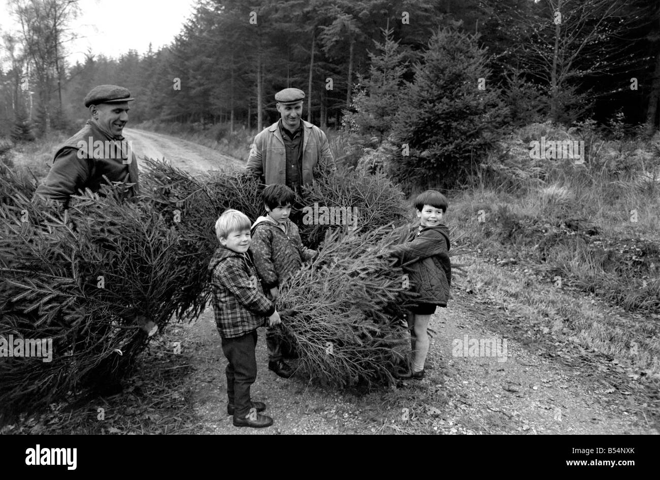 Commissione forestale dipendenti - fratelli Eill e Charlie Kitcher (pelle Jerkin) sono date una mano come gli alberi di Natale sono tagliati per la stagione festiva. Aiutandoli a taglio di alberi vicino a Brockenhurst nella nuova foresta sono bambini locali - Simon Pulford (4), Timothy Anstey (4) (controllare coat), Jonathan White (4) (collare bianco a mano). Dicembre 1969 Z11659-003 Foto Stock