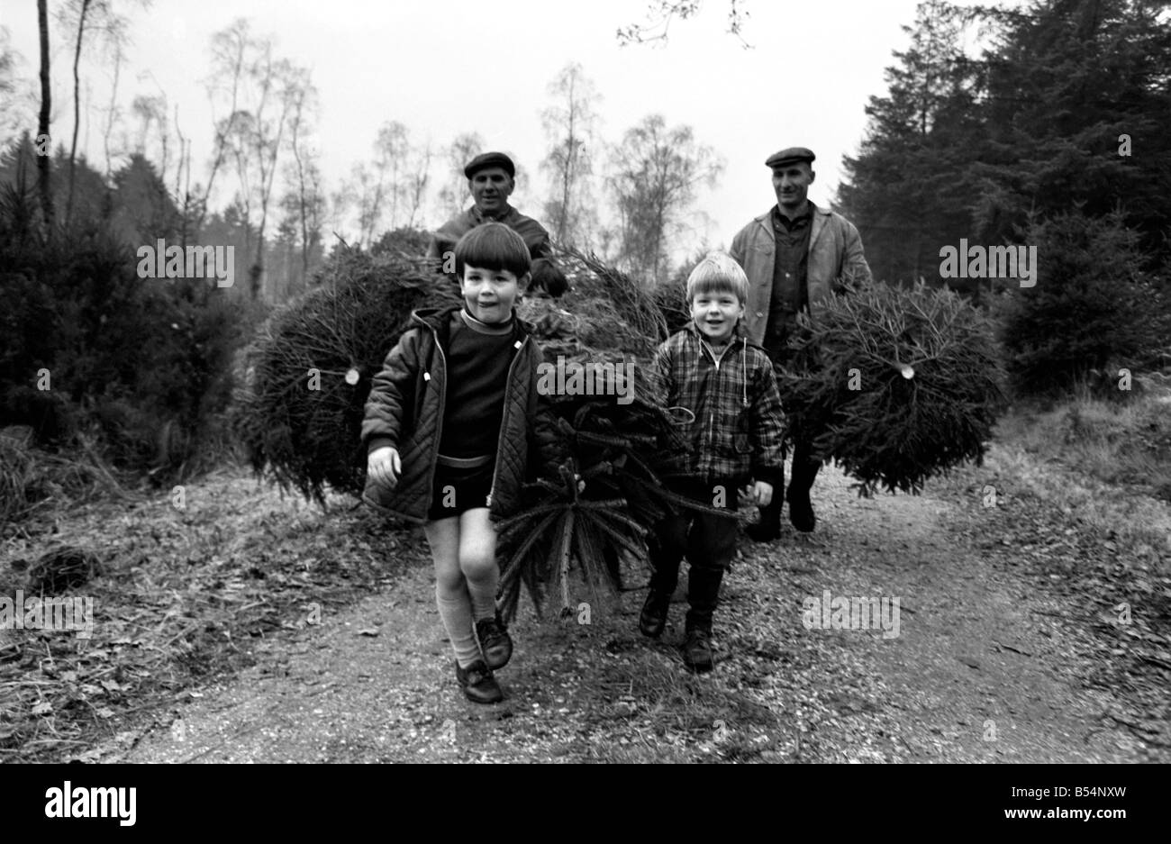 Commissione forestale dipendenti - fratelli Eill e Charlie Kitcher (pelle Jerkin) sono date una mano come gli alberi di Natale sono tagliati per la stagione festiva. Aiutandoli a taglio di alberi vicino a Brockenhurst nella nuova foresta sono bambini locali - Simon Pulford (4), Timothy Anstey (4) (controllare coat), Jonathan White (4) (collare bianco a mano). Dicembre 1969 Z11659 Foto Stock