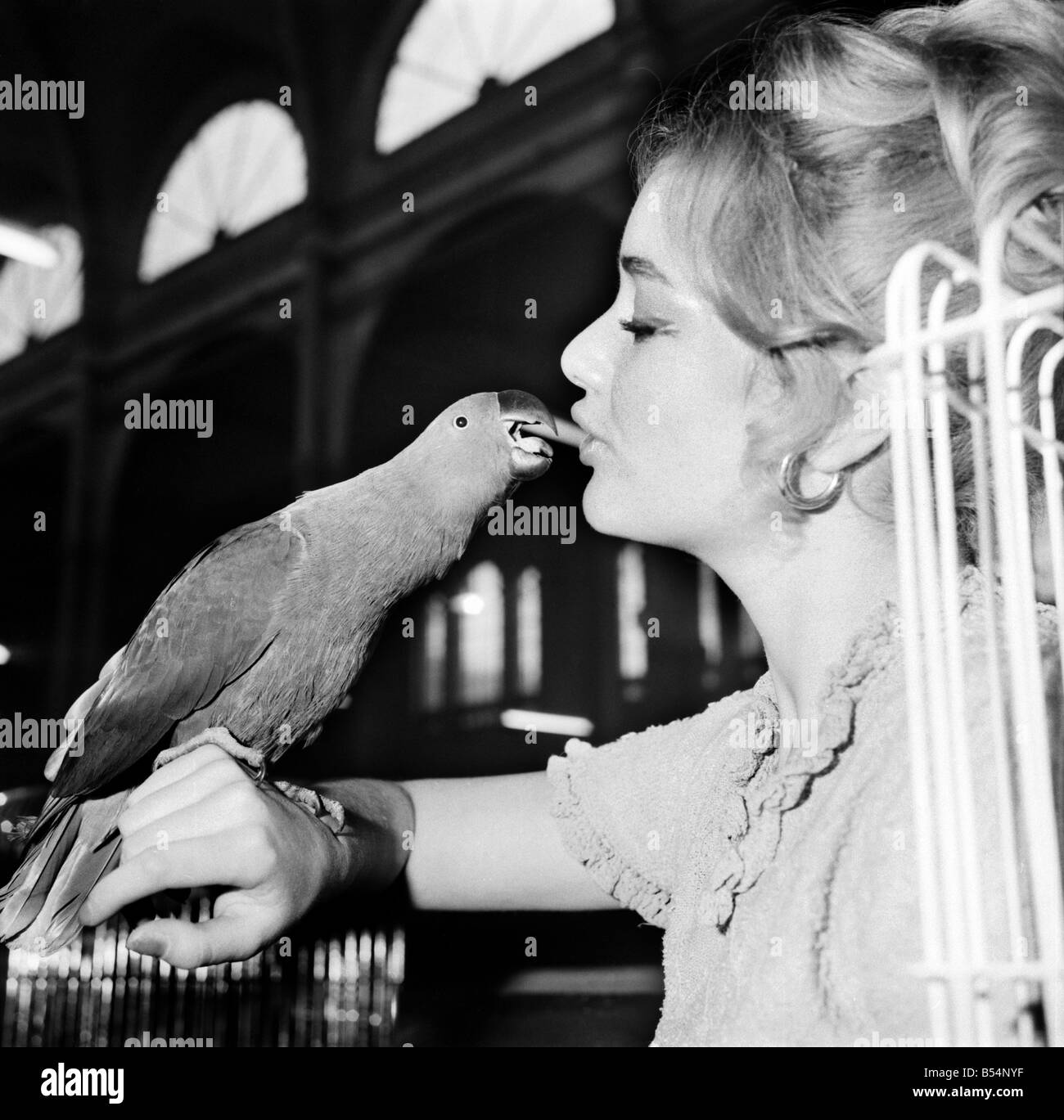 La XXVI Mostra Nazionale di gabbia e voliera uccelli a Alexandra Palace, a nord di Londra. 21 enne Petula Portell di Earls Court con 2 anno vecchio 'Ellie' una nuova Guinea parrot, una colorata di rosso e di blu piumaggio, la gallina gli uccelli sono una completa inversione di colorazione al maschio. Dicembre 1969 Z11667-001 Foto Stock