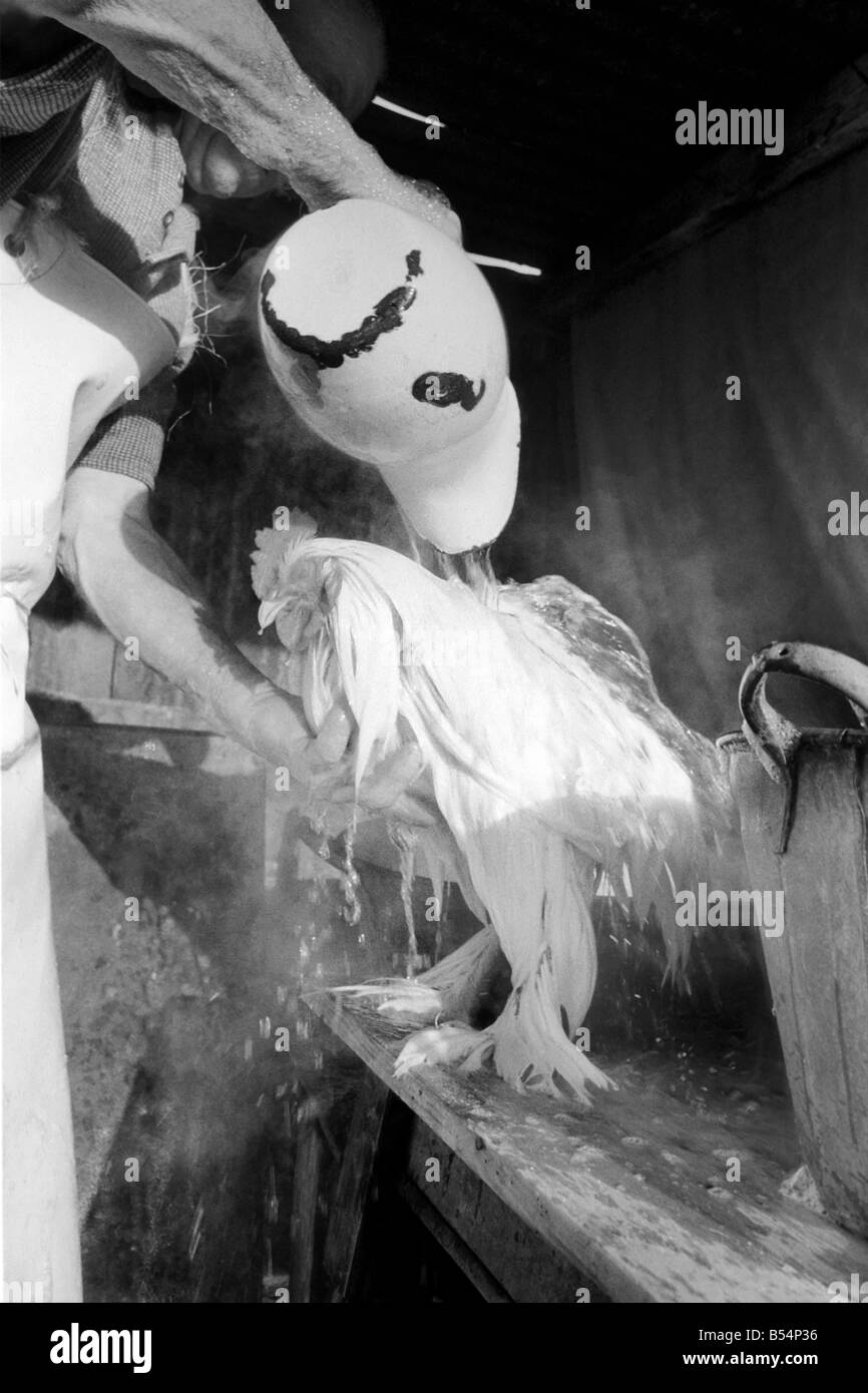 Il capitano Ellis Duckworth è 77 anni - ha vinto il suo primo spettacolo di pollame Prize nel 1897. Questa settimana è il momento clou del capitano di anno con il pollame Intertantional Show all'Olympia. Oggi egli è stato occupato la balneazione 40 uccelli egli ha immesso per la mostra. Bathtime è costituito da una buona immergere in schiuma di un normale lavaggio washday polvere e poi due risciacqui prima di andare alla camera di essiccamento in cui la temperatura è mantenuta a 80 Á. Un risciacquo per il bianco la Cocincina cockerell. Dicembre 1969 Z11834-004 Foto Stock