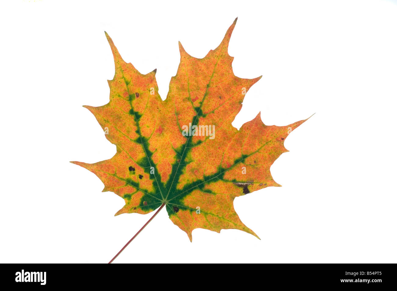 Maple Leaf tagliare Foto Stock