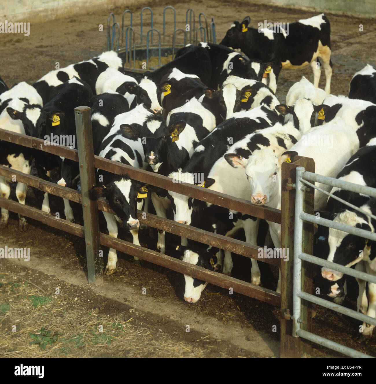 Giovani Giovenche da allevamento di bovini da latte in cantiere di raccolta Hampshire Foto Stock