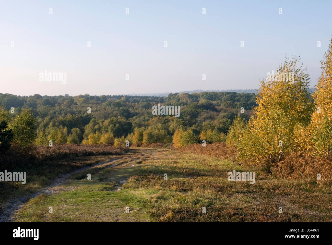 Una vista di fronte alla Ashdown Forest con i colori dell'autunno mostra e cielo blu Foto Stock