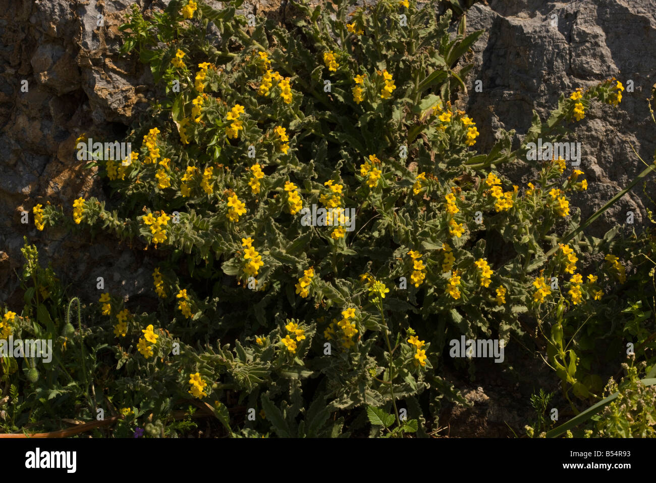 Oriental Alkanet Alkanna orientalis in fiore di roccia calcarea a sud della Grecia Foto Stock