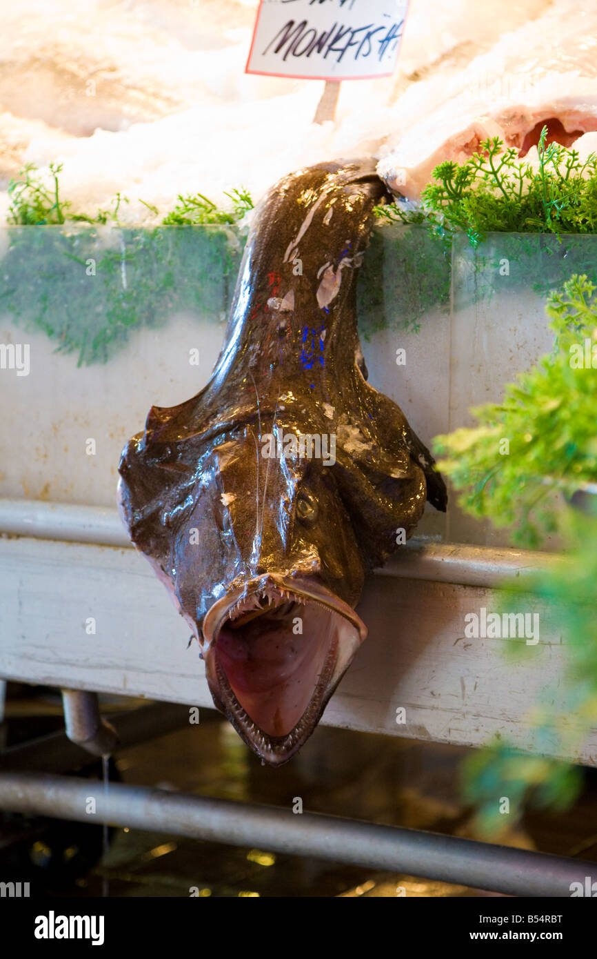 La rana pescatrice, morto sul display a Pike Place Fish Company a Seattle, Washington Foto Stock