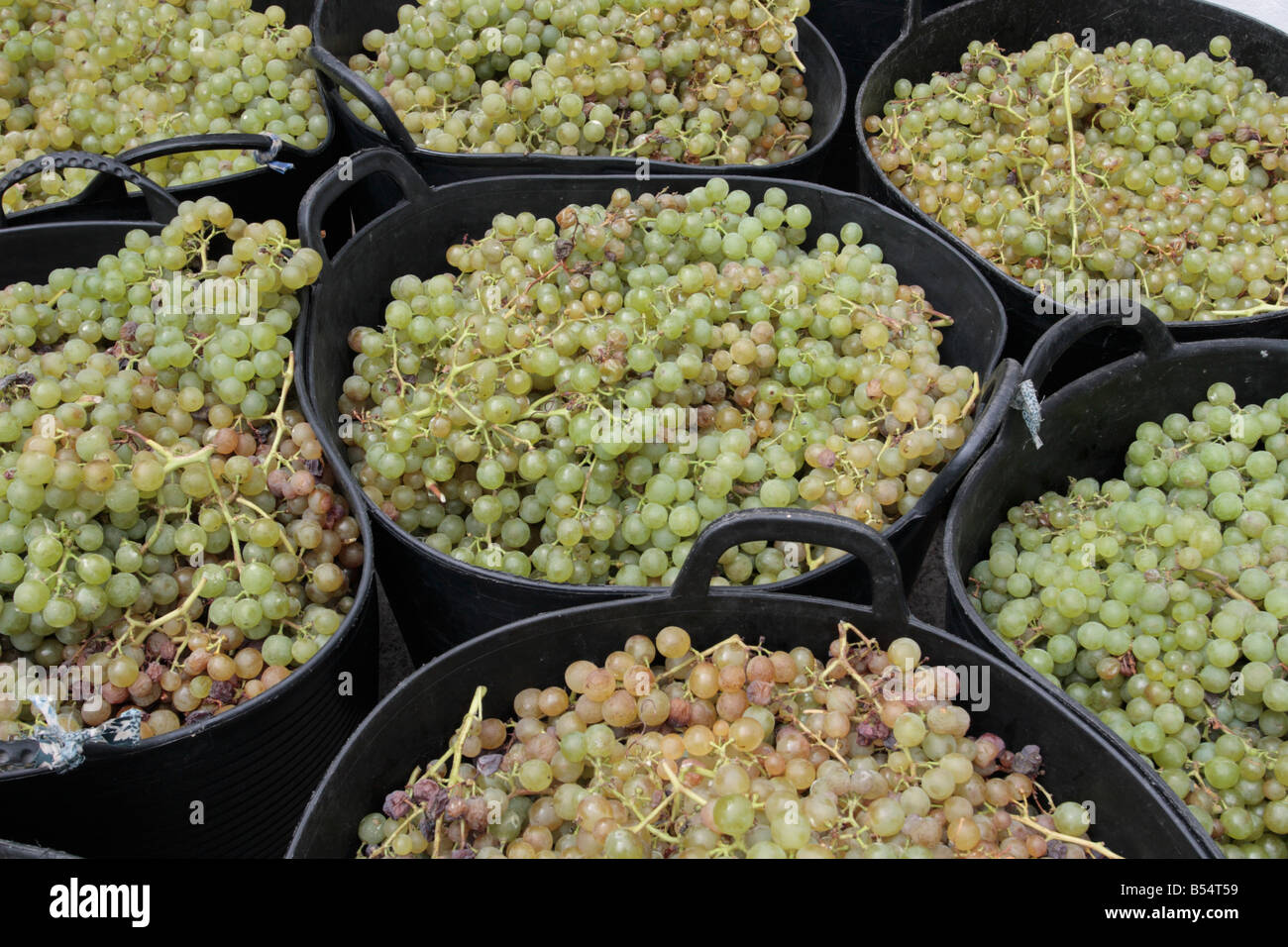 Benne delle uve del Listan Blanco varietà schierate al di fuori della bodega di Sean Finn in Genoves Tenerife Canarie Spagna Foto Stock
