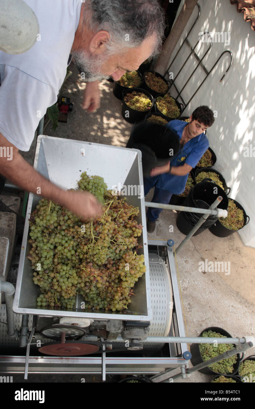 Sean Finn e Manuel mettendo Listan Blanco uve attraverso la tramoggia nella pressa pronta per l'estrazione del mosto, Genoves, Tenerife Foto Stock